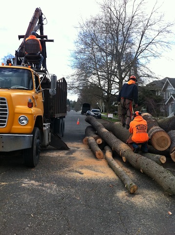 Tree-Removal-Gig-Harbor