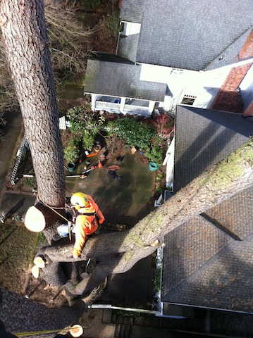 Tree-Removal-Lakewood-WA