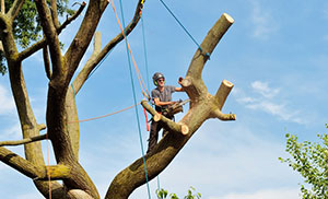 Local Waller Tree Removal Service in WA near 98443