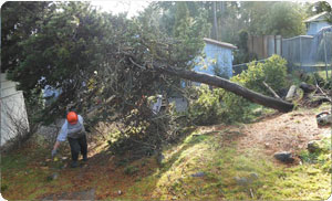 Tree-Service-Gig-Harbor-WA