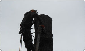 Tree-Care-Spanaway-WA