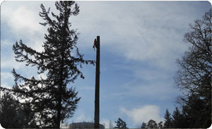 Tree-Trimming-Steilacoom-WA