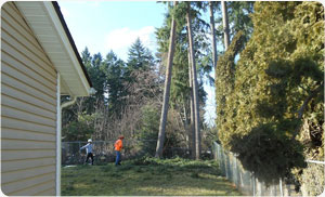 Tree-Service1-NE-Tacoma-WA