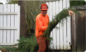 Tree-Trimming-Spanaway-WA