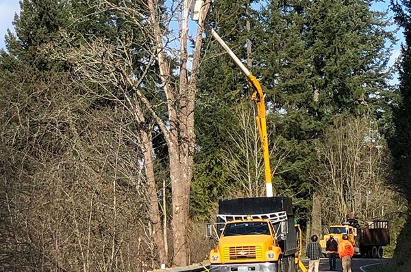 Tree-Trimming-Tacoma