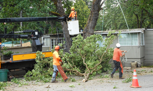 Midland trimming tall trees locally in WA near 98445