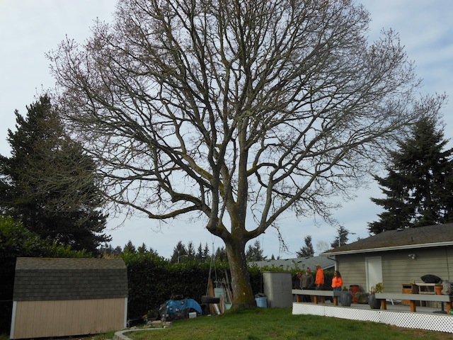 Arborist-Puyallup-WA