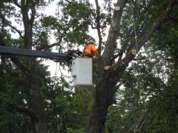 pruning-frederickson-wa