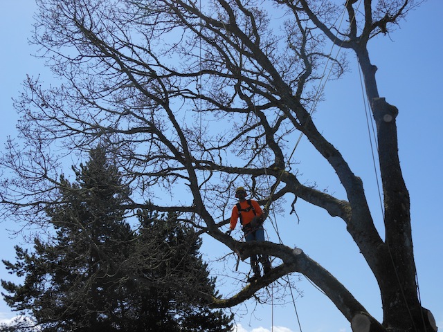 pruning-lake-tapps-wa