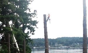 pruning-large-trees-bonney-lake-wa