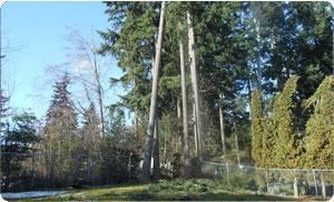 pruning-large-trees-lake-tapps-wa