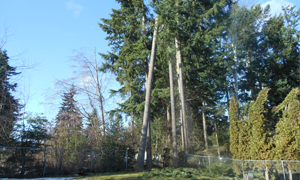 pruning-large-trees-spanaway-wa