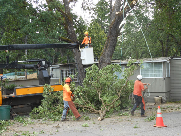 pruning-sumner-wa