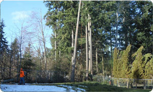 Stump-Grinding-Sumner-WA