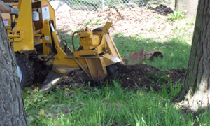 Stump-Removal-Steilacoom-WA