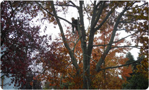 tree-climbing-lake-tapps-wa