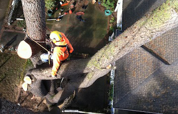 Tree-Climbing-Parkland-WA