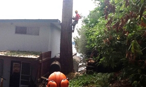 tree-trimming-puyallup-wa