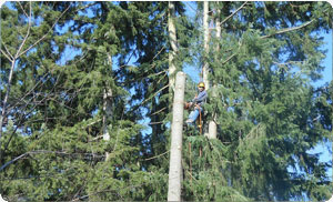 Tree-Trimming-Ruston-WA