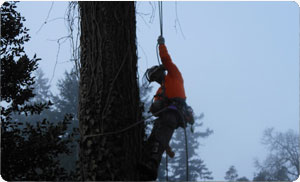 trimming-tall-trees-lake-tapps-wa