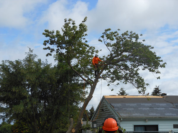 Trimming-Tall-Trees-Parkland-WA