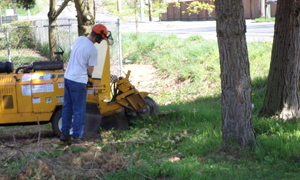 stump-grinding-gig-harbor-wa