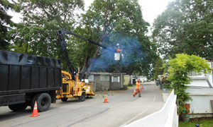 stump-grinding-lakewood-wa