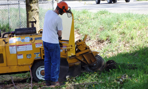 stump-grinding-lakewood.-wa