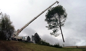 stump-grinding-ne-tacoma-wa