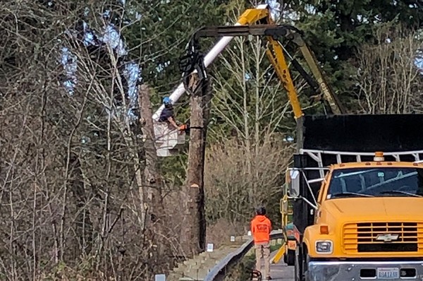 stump-grinding-pierce-county-wa