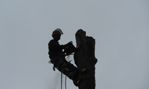 stump-grinding-university-place-wa