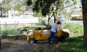 stump-grinding-university-place-wa