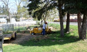 stump-removal-lakewood-wa