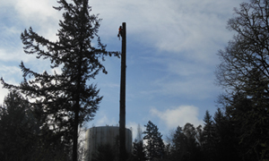 Tree-Care-Lakewood-WA