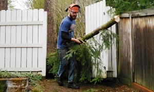 Tree-Care-University-Place-WA