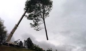 tree-removal-ne-tacoma-wa