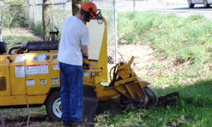 Tree-Removal-Services-Tacoma-WA