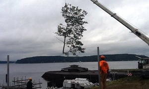 tree-removal-tacoma-wa