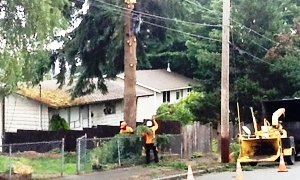 tree-removal-university-place-wa