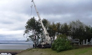 tree-service-tacoma-wa