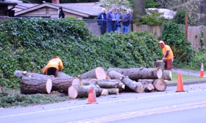 Tree-Service-Tacoma-WA