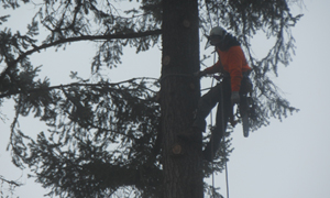 Tree-Trimming-Lakewood-WA