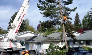 Tree-Trimming-Tacoma-WA