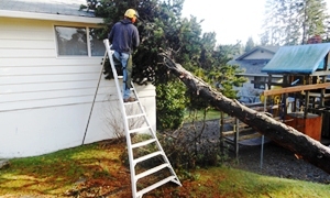 Tree-Trimming-University-Place-WA