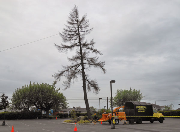 Stump-Grinding-DuPont-WA